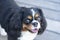 King Charles Spaniel face portrait