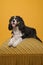 King Charles spaniel looking at the camera lying on a yellow classic poof with mouth open on a yellow background