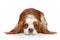 King Charles spaniel lying down