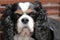 King charles type long-eared, tame home dog