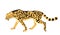 King cheetah vector illustration isolated on white background. Acinonyx jubatus symbol. Big cat, fastest animal on planet.