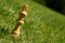 King chess piece on grass