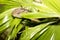 King Cobra hunts through the vegetation