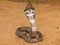 King Cobra (Ophiophagus hannah)