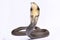 King cobra, Ophiophagus hannah