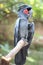 The king cockatoo or Probosciger aterrimus is a large black cockatoo, has red cheek skin and a large black beak.