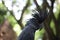 The king cockatoo or Probosciger aterrimus is a large black cockatoo, has red cheek skin and a large black beak.