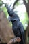 The king cockatoo or Probosciger aterrimus is a large black cockatoo, has red cheek skin and a large black beak.