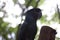 The king cockatoo or Probosciger aterrimus is a large black cockatoo, has red cheek skin and a large black beak.