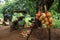 King coconut stand in rural Sri Lanka