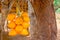 King Coconuts Are Displayed For Sell On Small Roadside Stall In Sigiriya