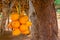 King Coconuts Are Displayed For Sell On Small Roadside Stall In Sigiriya