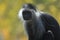 King colobus monkey