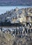 King cormorants colony, ushuaia