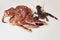 king crab and lobster live opposite each other on a white background.