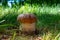 King of edible mushrooms, boletus edulis porcini cepe growing in forest