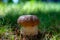 King of edible mushrooms, boletus edulis porcini cepe growing in forest