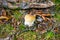 King of edible mushrooms, boletus edulis porcini cepe growing in forest