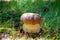 King of edible mushrooms, boletus edulis porcini cepe growing in forest