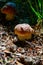 King of edible mushrooms, boletus edulis porcini cepe growing in forest