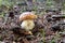 King of edible mushrooms, boletus edulis porcini cepe growing in forest