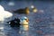 King Eider in Barents sea