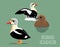 King Eider Cartoon Vector Illustration