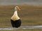 King Eider, Koningseider, Somateria spectabilis