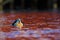 King eider in red water