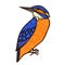 King fisher Aussie bird color vector character side view