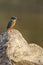 King fisher bird on a branch