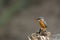 King fisher bird on a Rock