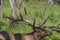 King of the forest.The elk  on meadow.The  wapiti Cervus canadensis is one of the largest species  within the deer