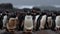 King and Gentoo penguins waddle on icy African coastline generated by AI