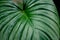 King of heart leaf close up Homalomena Wallisii , Natural fresh green leaves decorated in garden