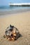 King Helmet Caribbean sea shell