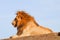 King of the jungle just relaxing in masai Mara.