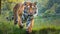 King of the Jungle The Sumatran Tiger
