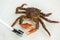 King kamchatka crab poses for camera.