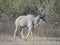 King Kudu