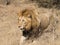 The King Lion in Kruger