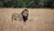 The King, lion in Masai Mara