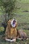 King of Masai Mara to yawn. Savanna of Masai Mara, Kenya