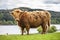 King of the Meadow - Incredible Scottish Cattle