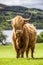 King of the Meadow - Incredible Scottish Cattle