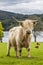 King of the Meadow - Incredible Scottish Cattle