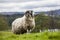 King of the Meadow - Incredible Scottish Sheep