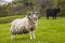 King of the Meadow - Incredible Scottish Sheep and Cattle