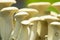 King oyster mushroom, eringi mushrooms in farm