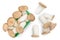 King Oyster mushroom or Eringi in plastic basket isolated on white background with clipping path. Top view. Flat lay